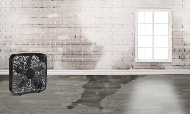 Best Flood restoration services  in Canyon, TX